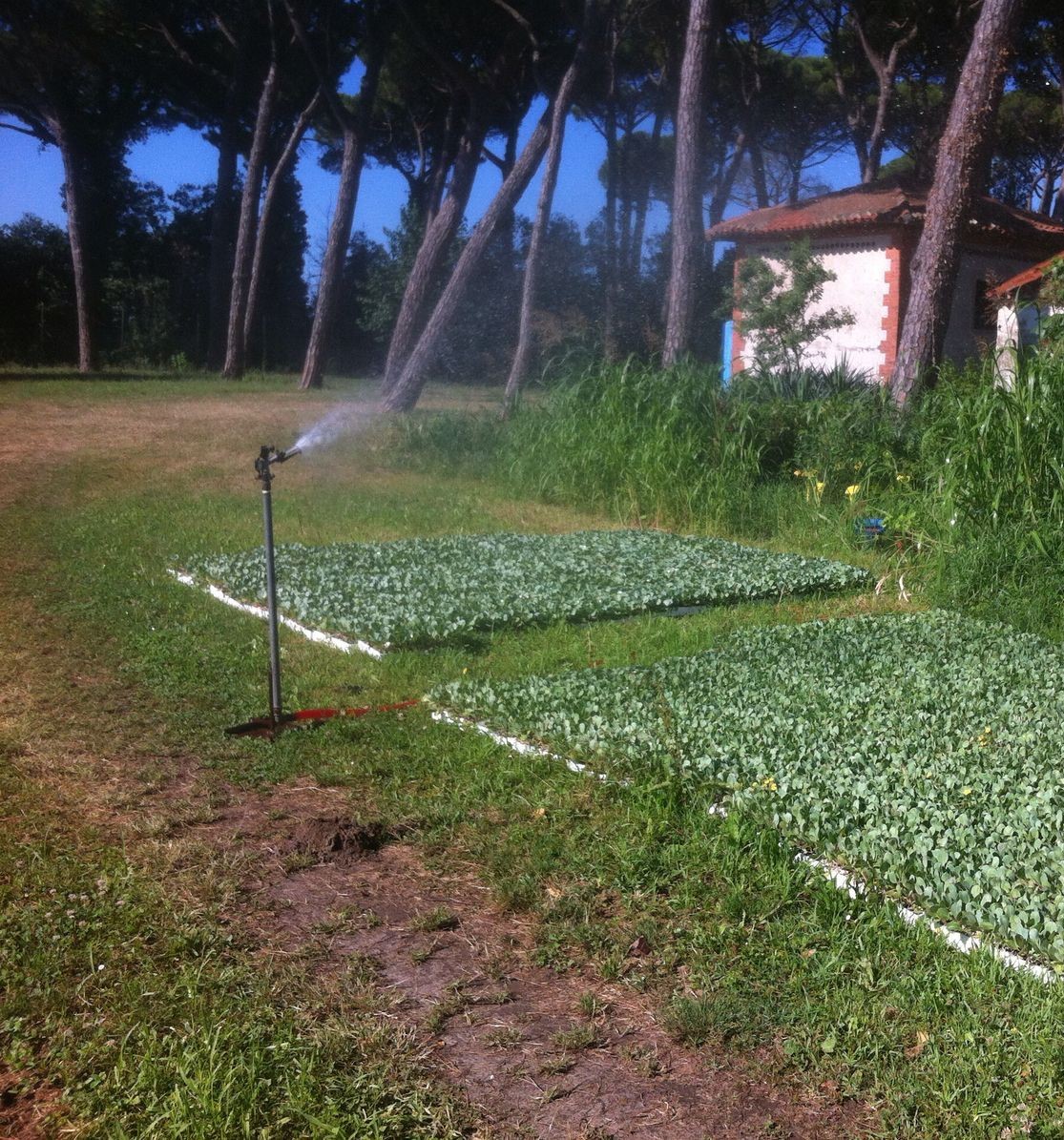 Irrigazione delle piantine prima del trapianto