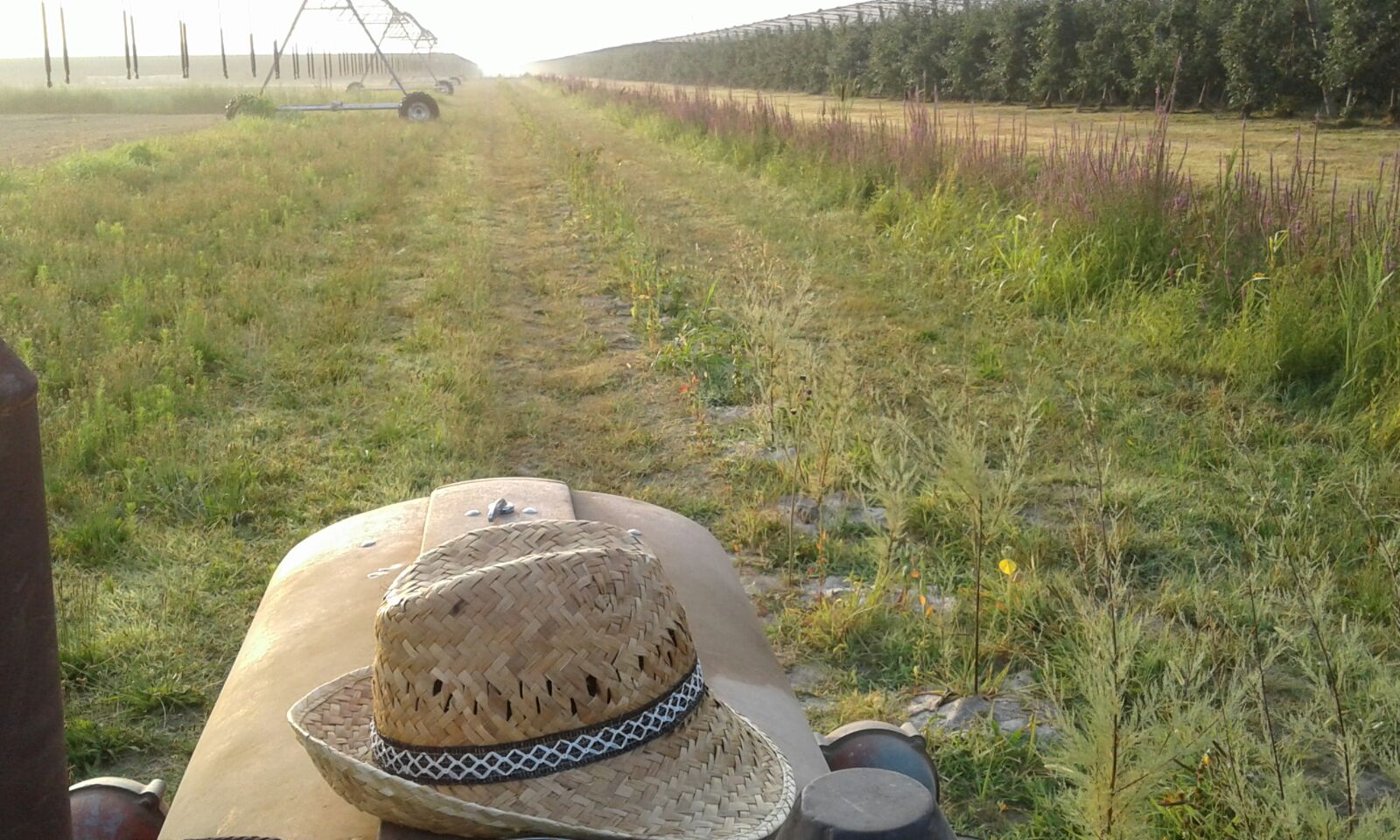 L'irrigazione delle siepi a Cortellazzo