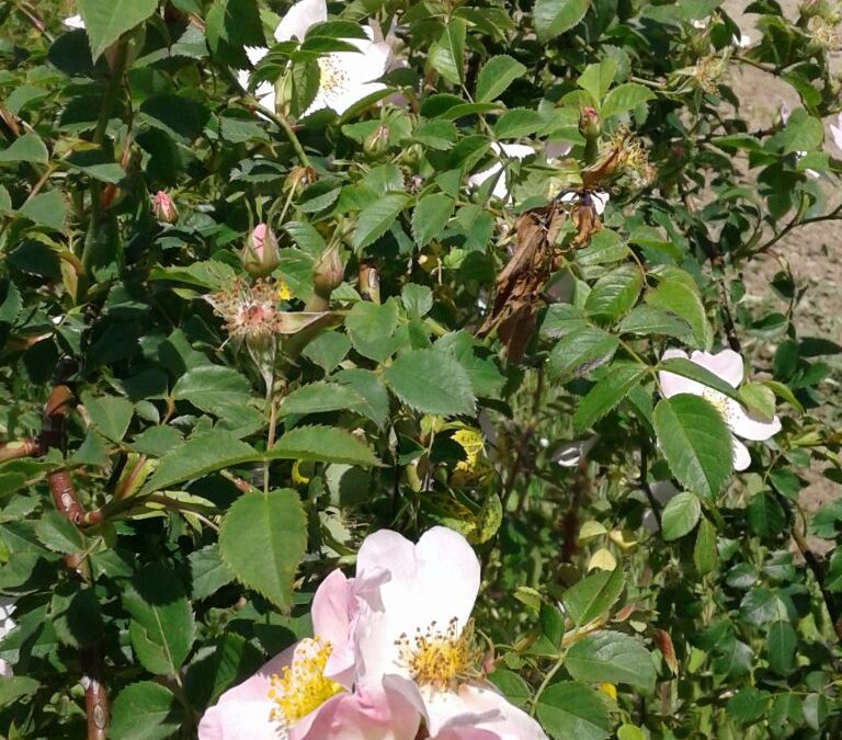 Rosa canina in fiore