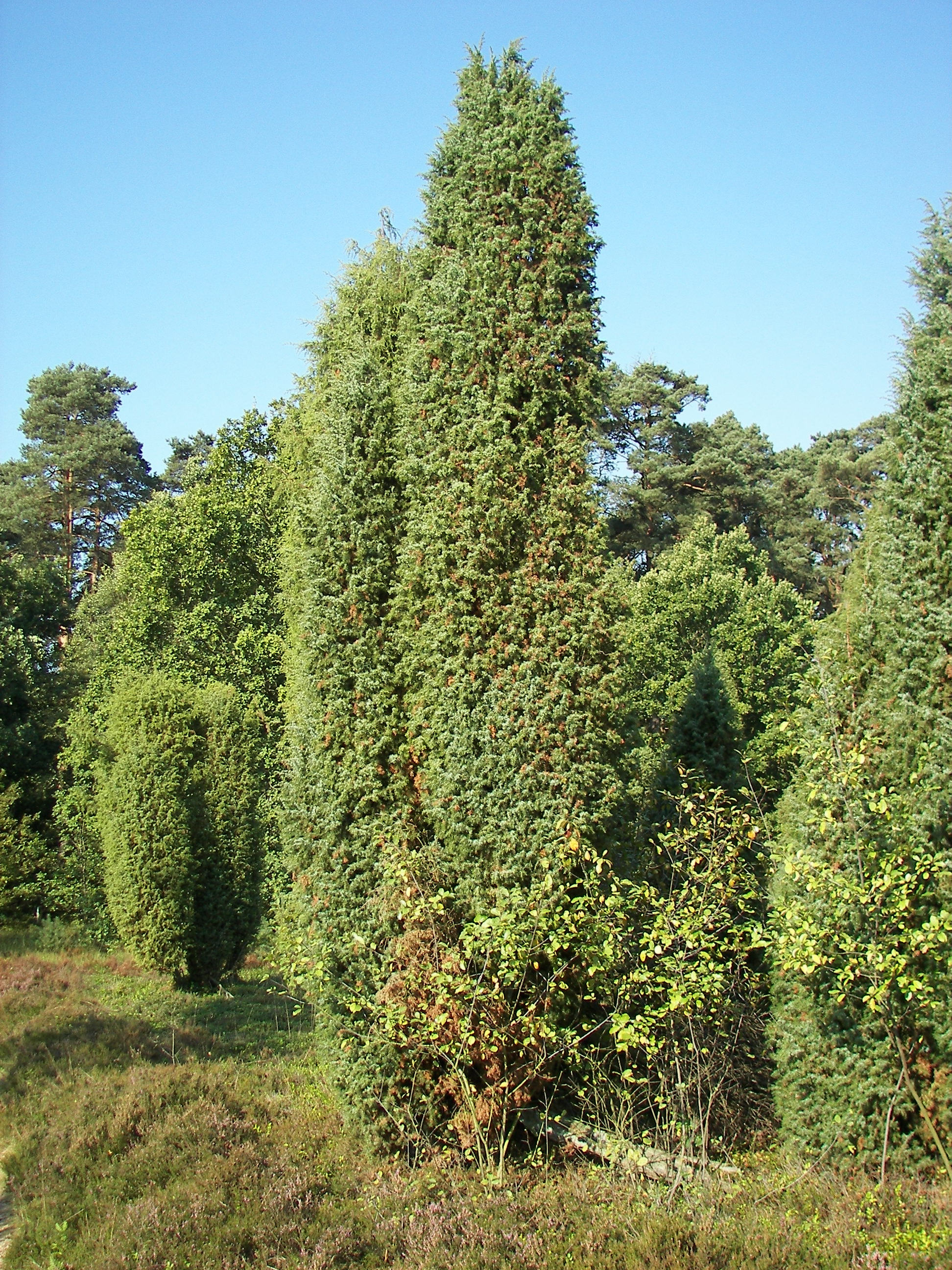 Juniperus communis_ fonte wikipedia commons