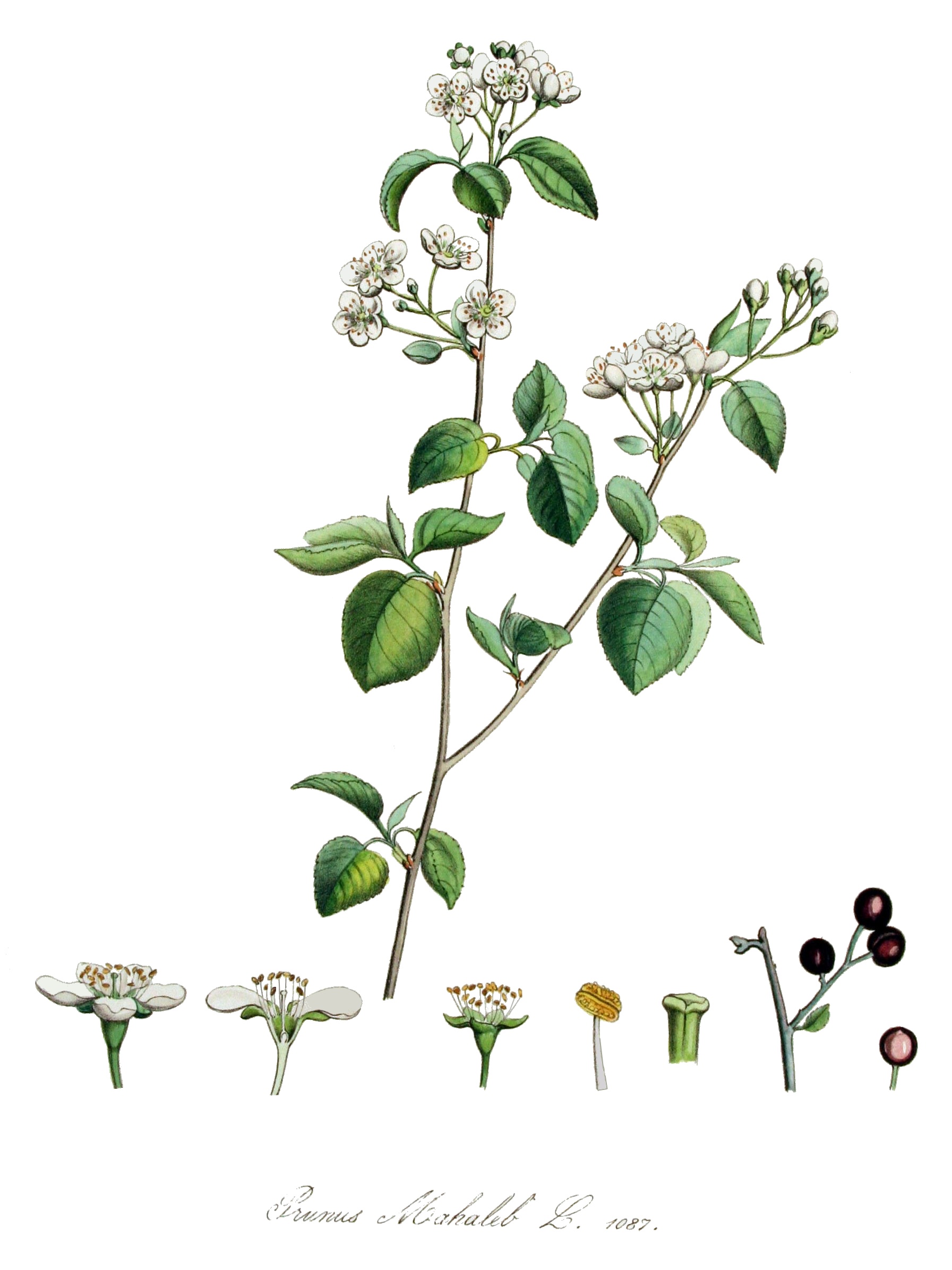 Prunus_mahaleb_fonte wikipedia commons