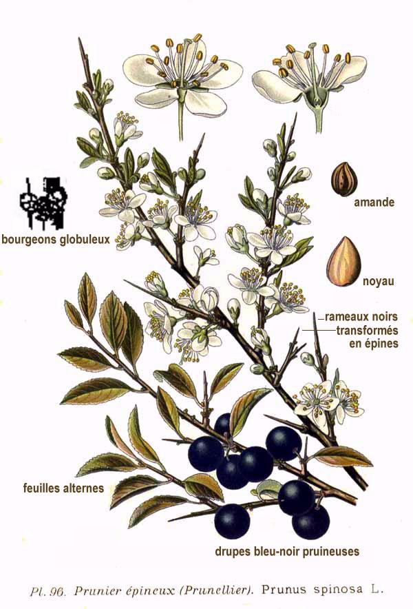 Prunus_spinosa_fonte wikipedia commons