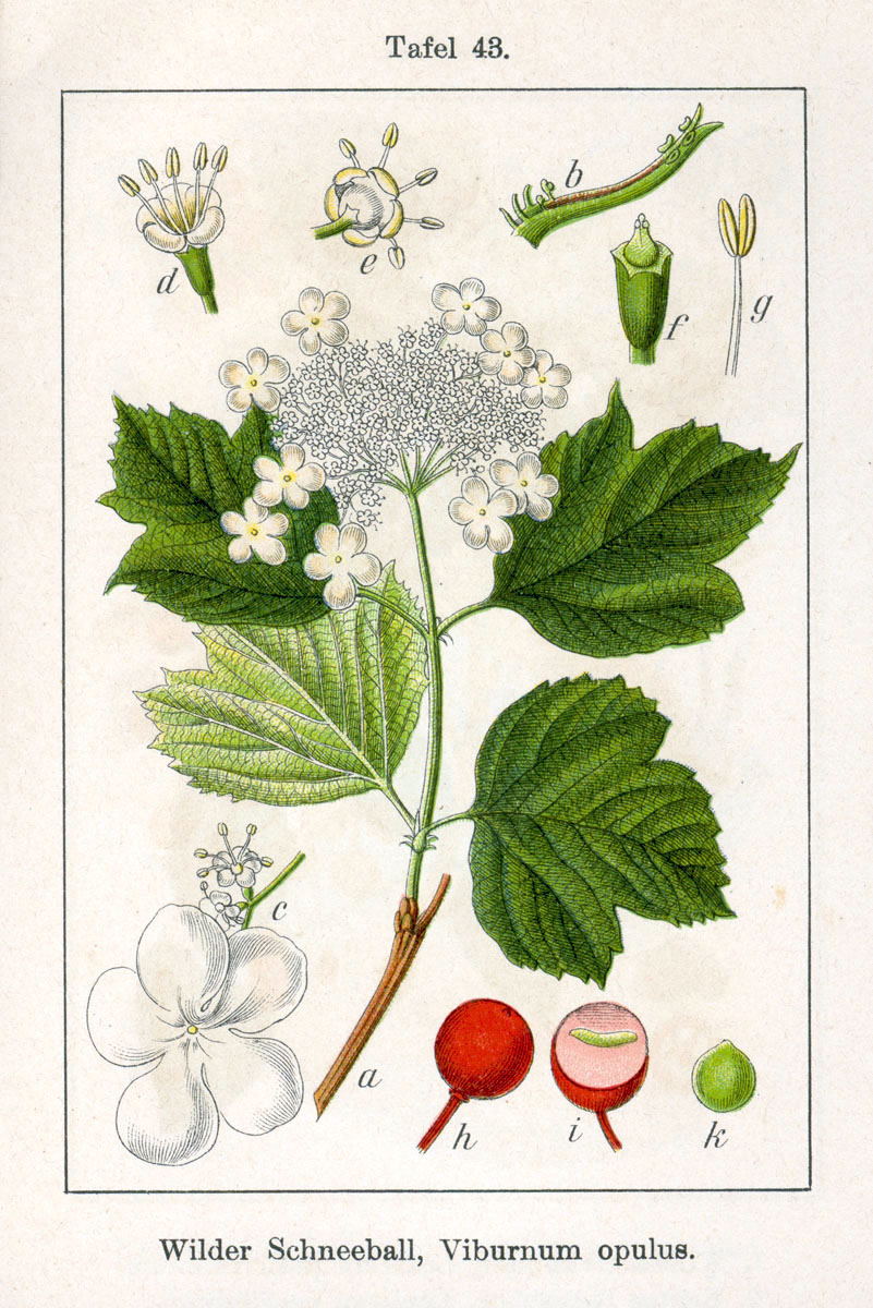 Viburnum_opulus_fonte wikimedia commons