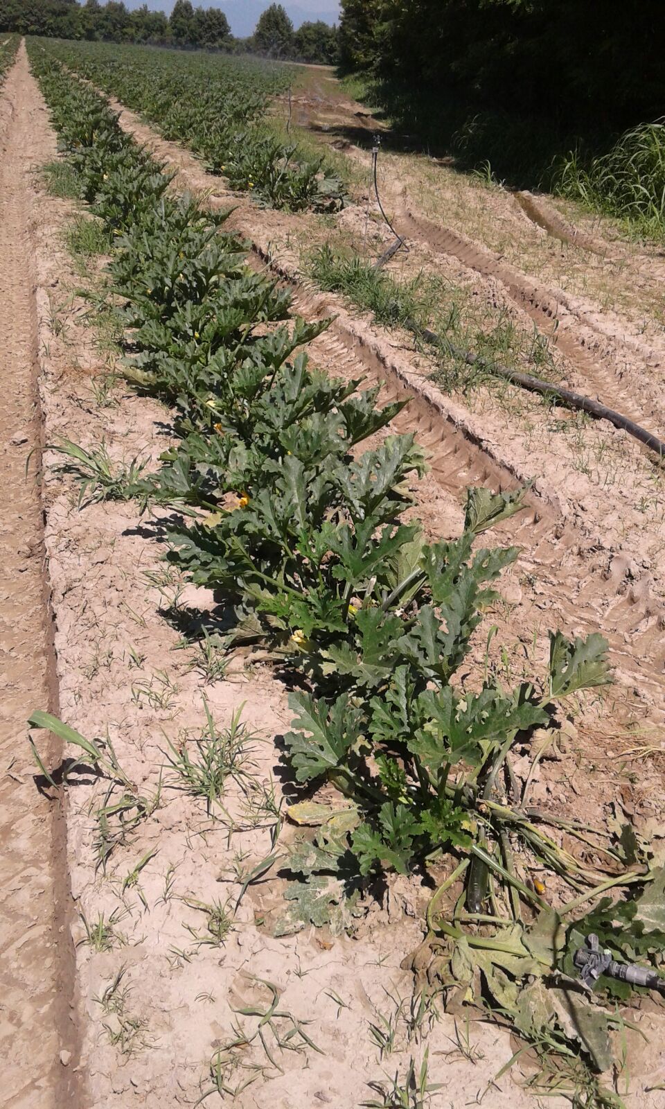 Le nostre zucchine pronte per la raccolta