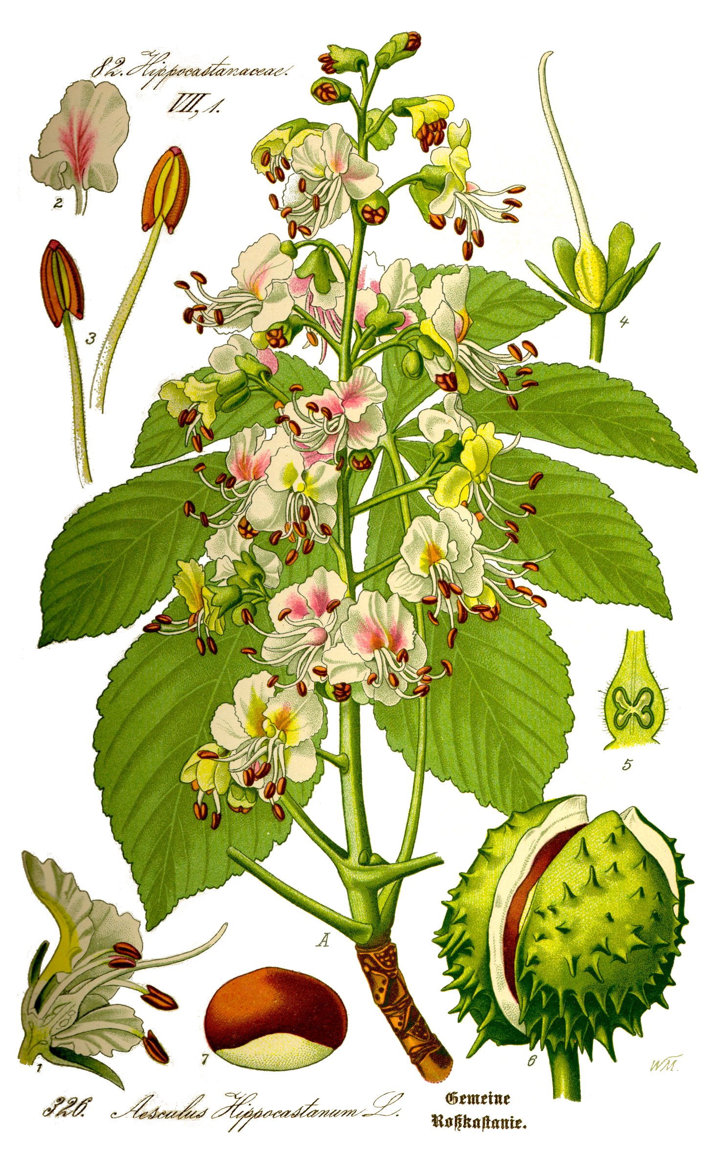 Aesculus_hippocastanum_ill_ fonte wikimedia commons