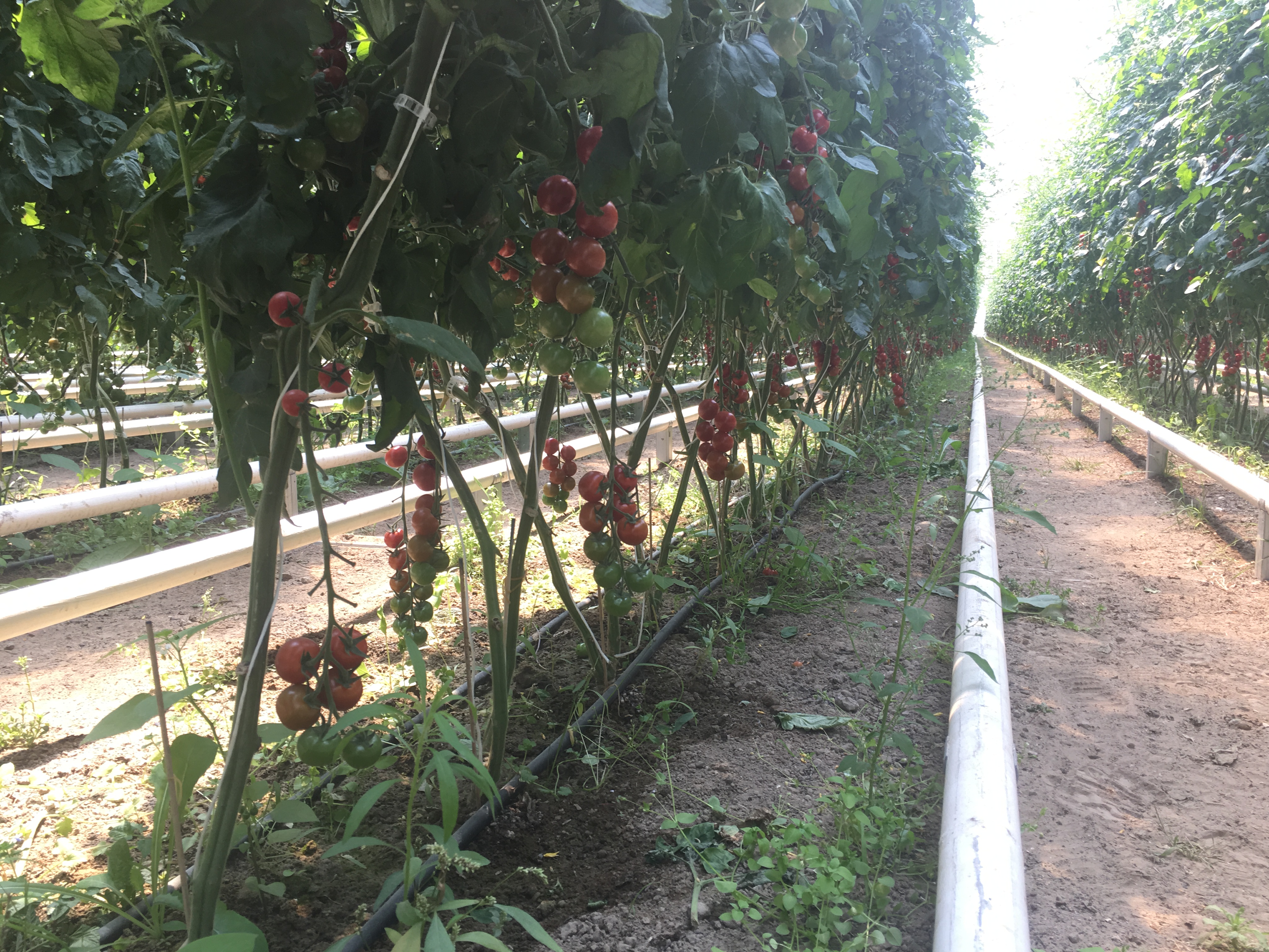 Pomodori ciliegino 3