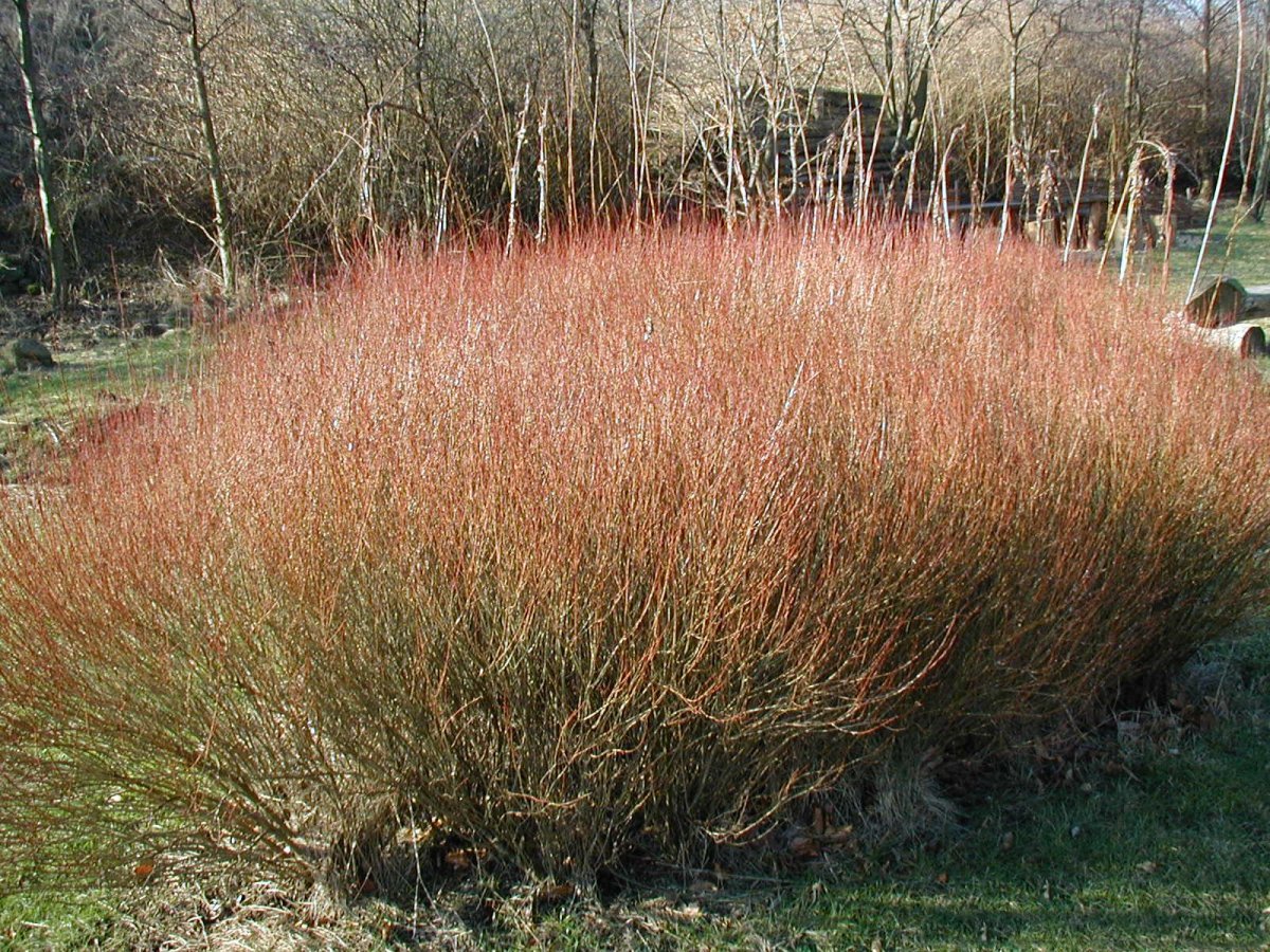 Salix-purpurea_wikipedia commons