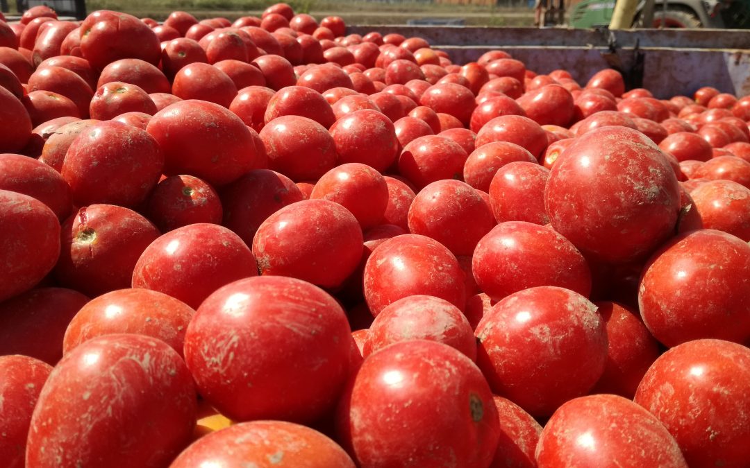 Pomodori da salsa in partenza